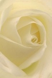 This evocative image takes you into the very soul of a cream-white rose, each petal unfurling with quiet purpose and gentle beauty-an artistry found right here in White City. The spirals at its heart appear soft and luminous, almost translucent in the daylight that might filter through the leafy shade of Hammersmith Park. Subtle shadows curl along every layer, lending a sense of depth and serene drama that invites the observer to linger and reflect. As someone who crafts these blooms daily in White City, I notice how the creamy tones shift from palest ivory to soft, buttery warmth-hues that bring comfort whether for new beginnings, heartfelt sympathy, or expressing pure admiration along Du Cane Road. There's a dignified calm in this arrangement, a feeling of peace and gentle renewal with every petal. The delicate fragrance suggested by the image is as subtle as spring's first breeze, offering reassurance and lightness to any room it enters. This rose does more than decorate-it conveys heartfelt emotion, making it a quintessential choice for moments that matter across our community. At White City Florist, each bouquet carries both local spirit and timeless elegance, ensuring that no matter the sentiment, the message is delivered with honesty and care.